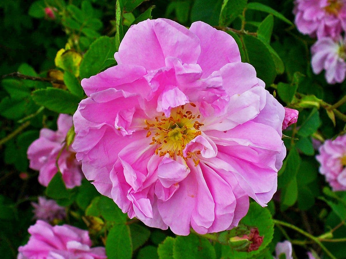 La Rosa damascena es un arbusto de flores grandes