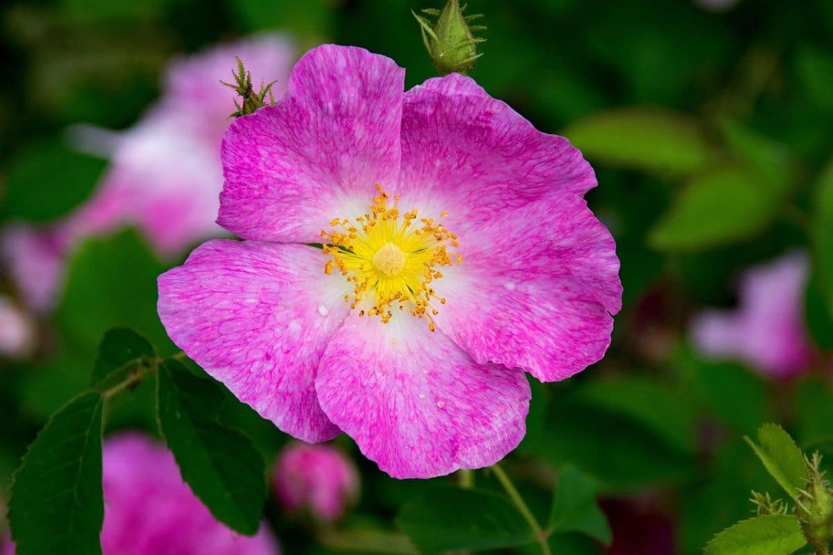 La Rosa gallica tiene flores medianas