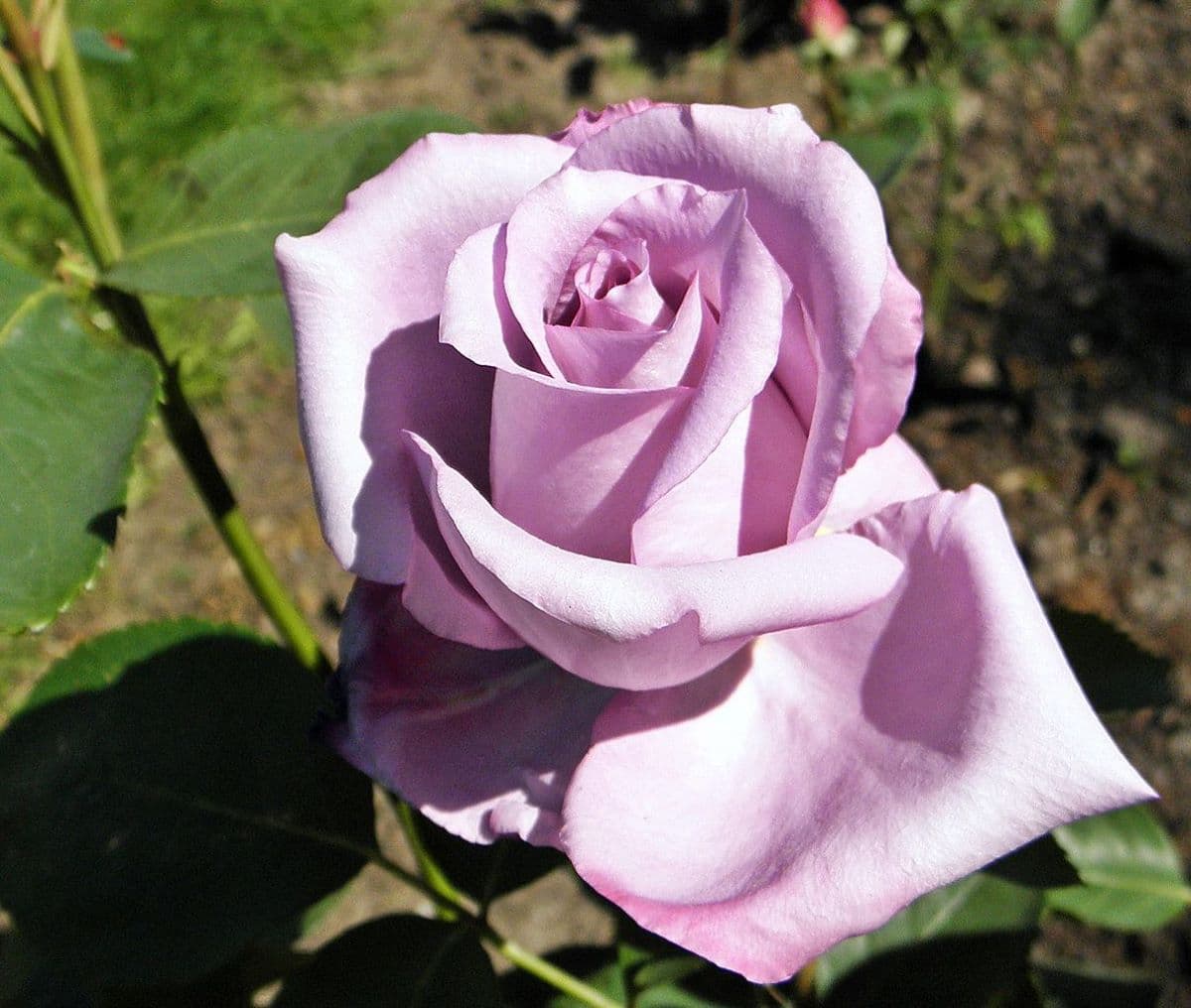 La rosa híbrido de té es un arbusto de flores grandes