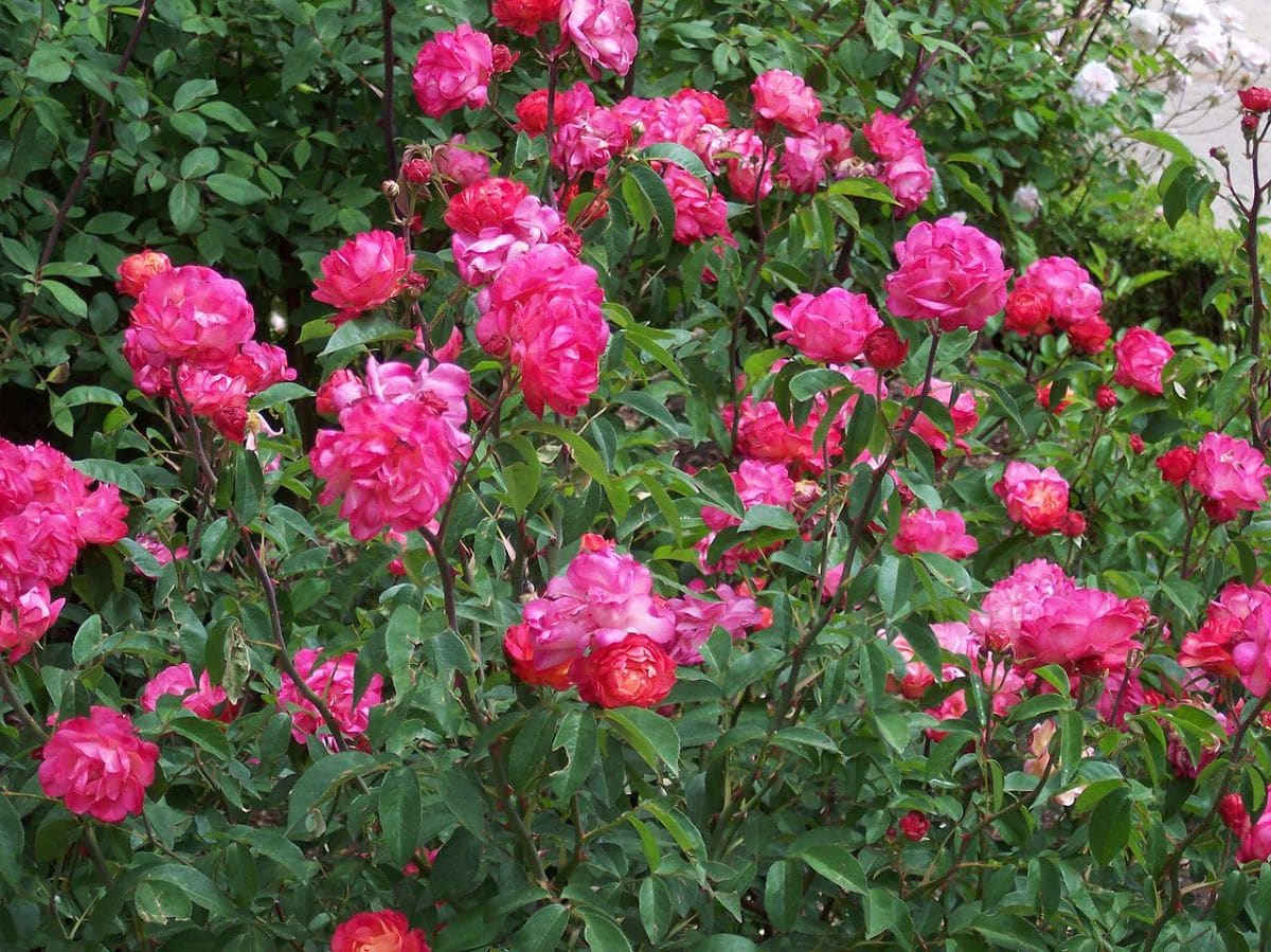 La Rosa polyantha saca muchas flores