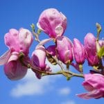 Magnolia liliiflora er en type magnoliatre