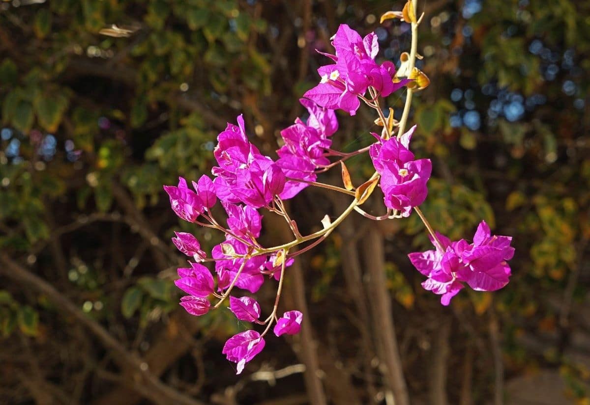 Bougainvillea er en plante som blomstrer om våren