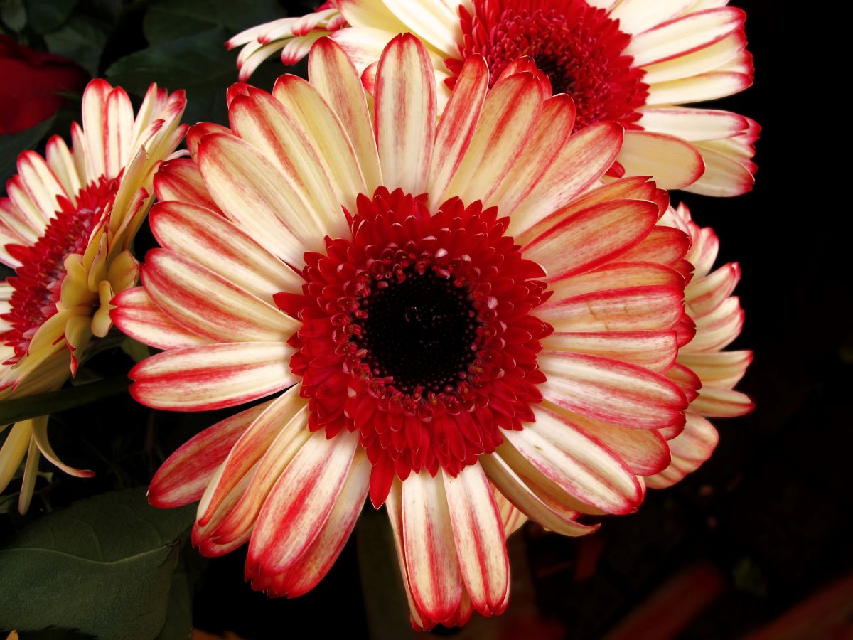 La gerbera híbrida tiene flores únicas