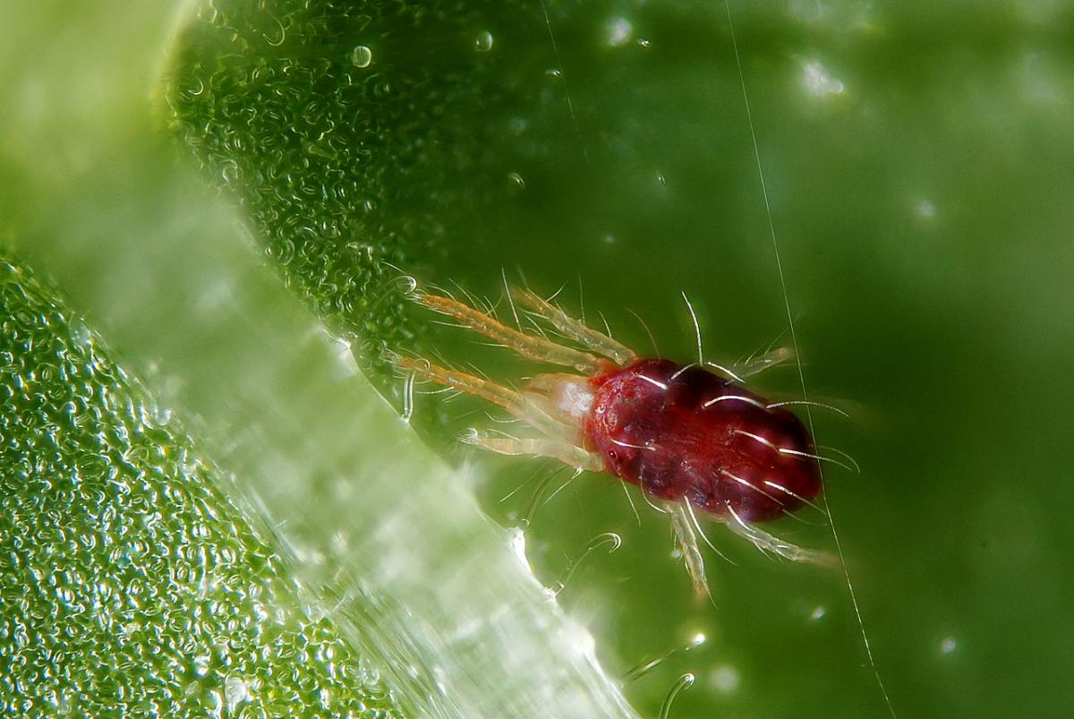 La araña roja es una de las plagas más comunes en gerberas