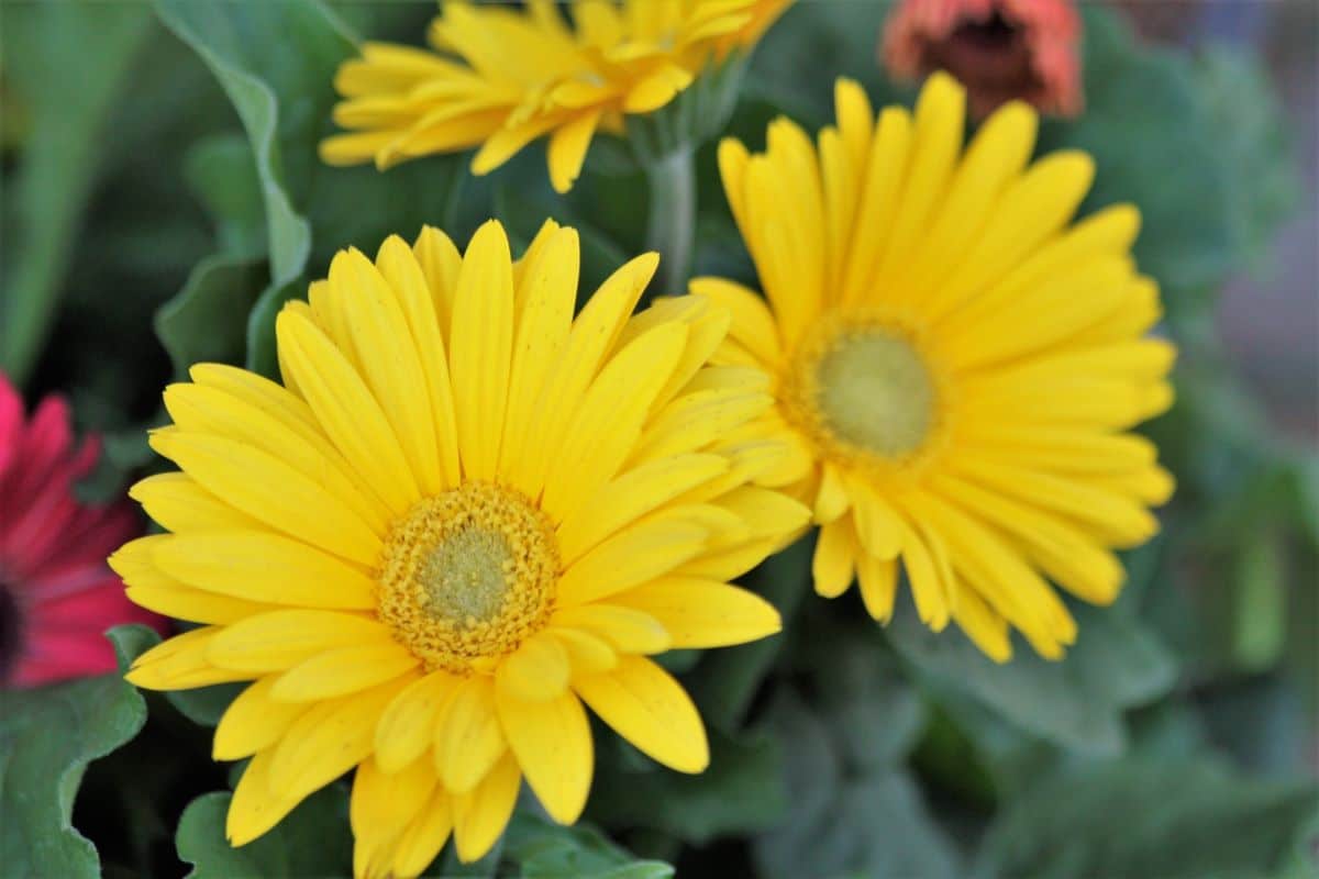 La gerbera puede ser de varios colores