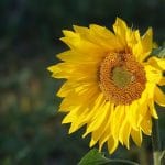 Solsikke er en solelskende blomst