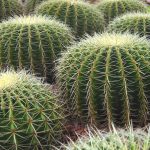 Det er mange typer runde kaktus, og Echinocactus grusonii er en