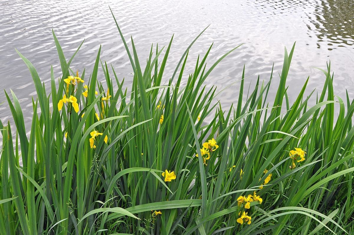 Den gule liljen er en ideell plante for dammer