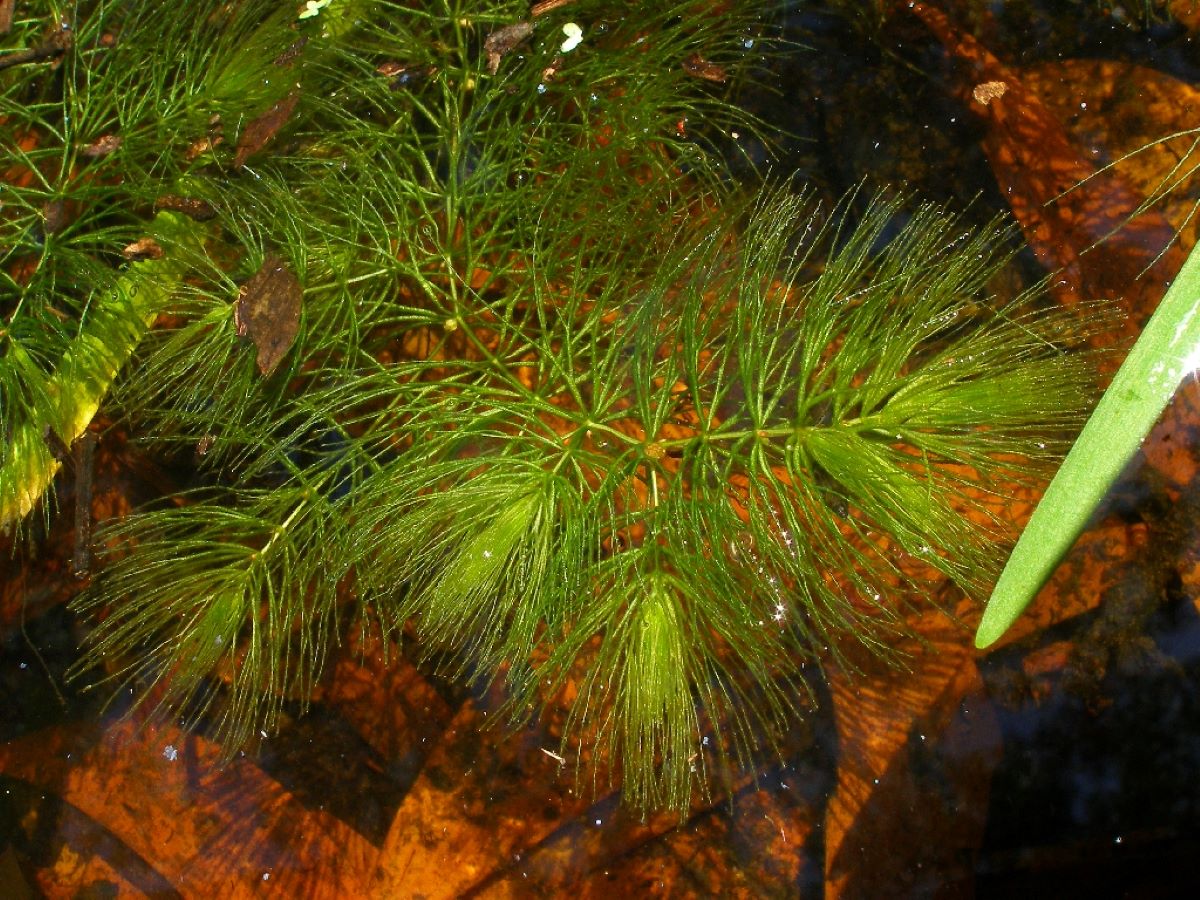 Ceratophyllum demersum er en plante