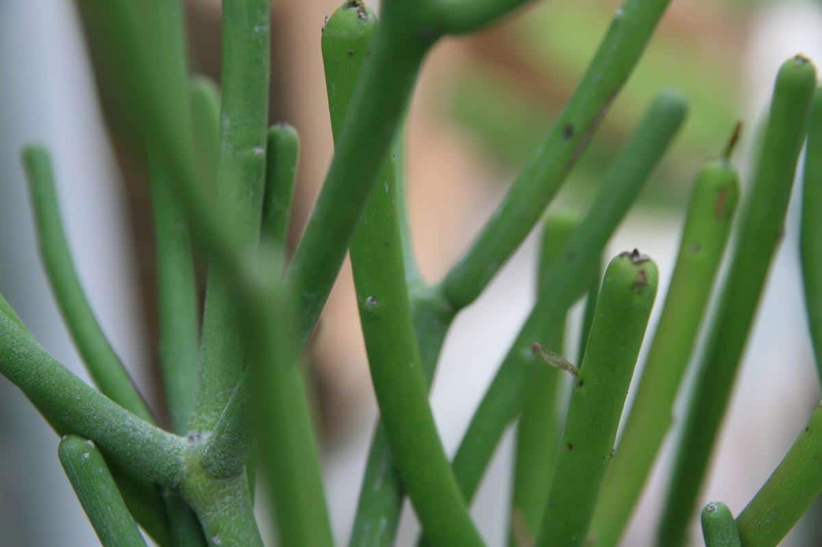 Euphorbia tirucalli vokser sakte