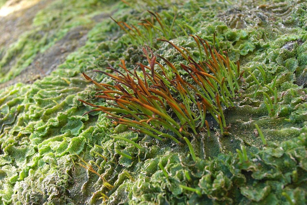 alger og klorofyll