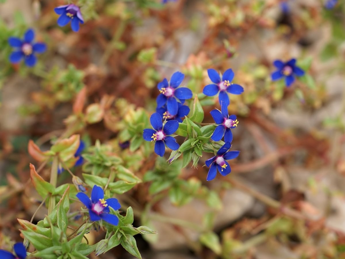 Murrón er en vill plante med blå blomster