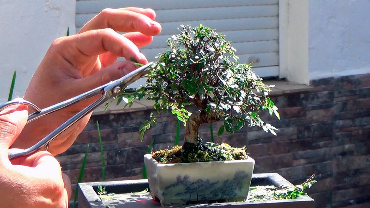 Spenningen gjøres hele året til bonsai
