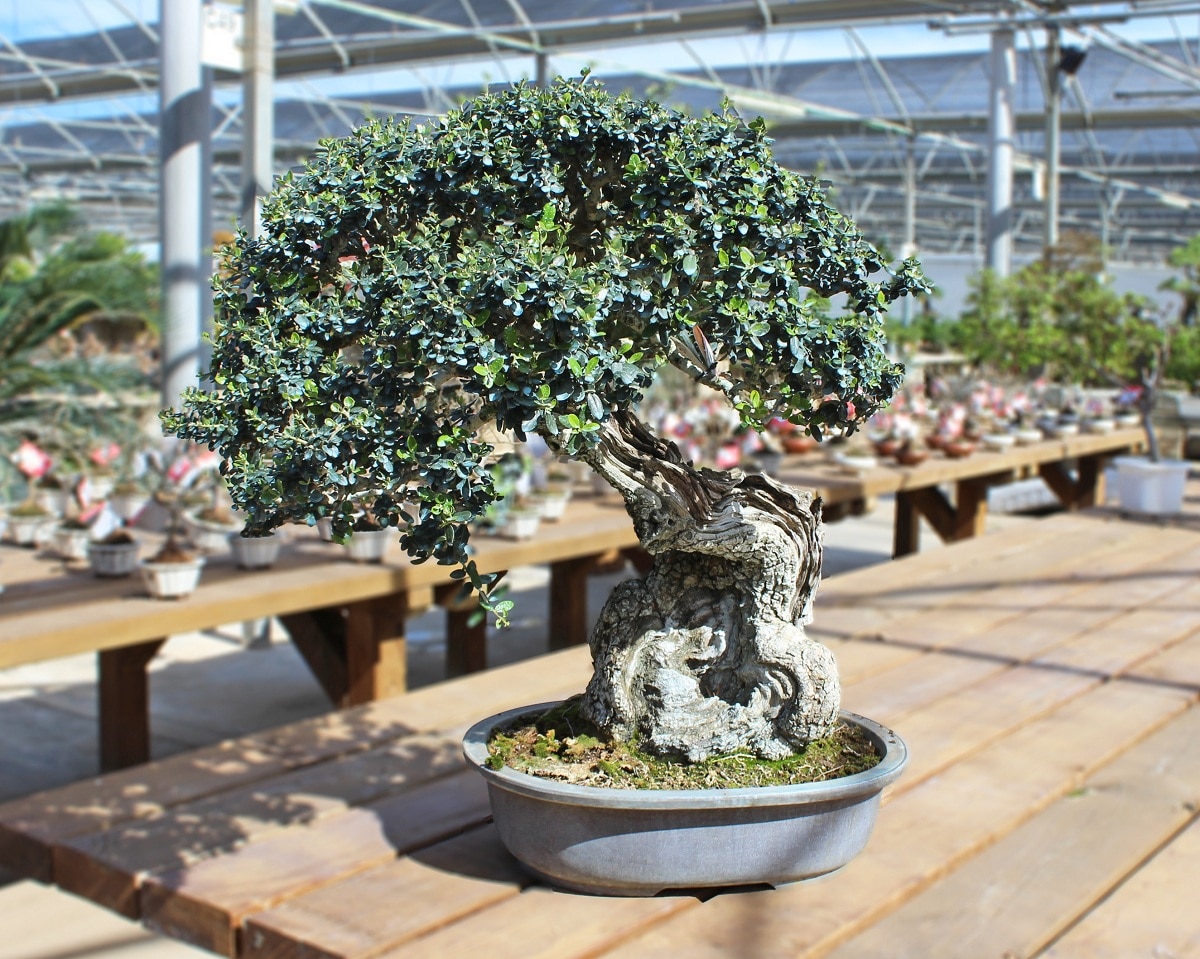 Du kan beskjære bonsai med saks