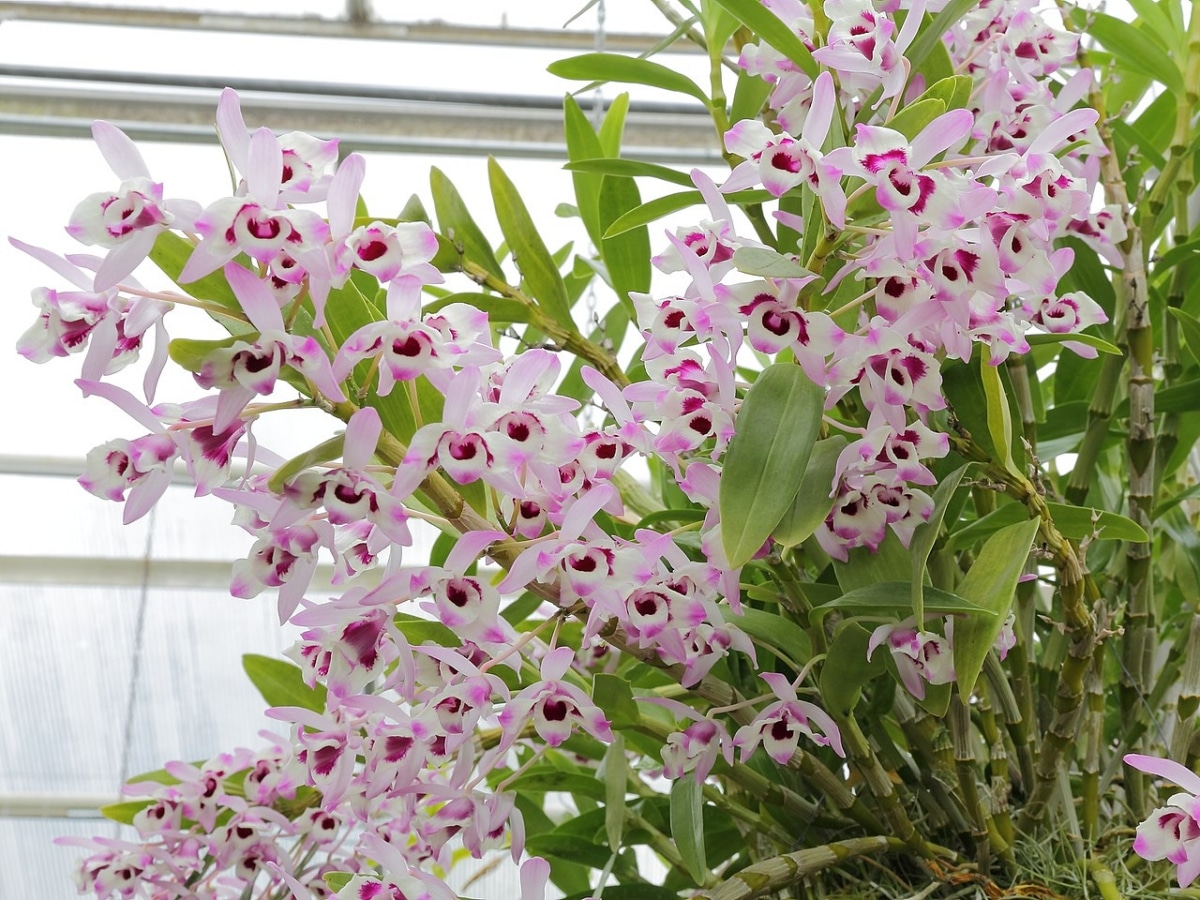 Las orquídeas Dendrobium son epífitas