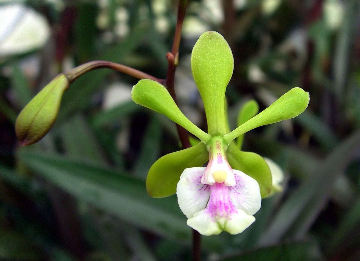 El Epidendrum paniculatum es una orquídea epífita