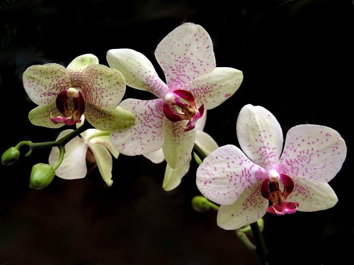 La orquídea Phalaenopsis florece en invierno y primavera