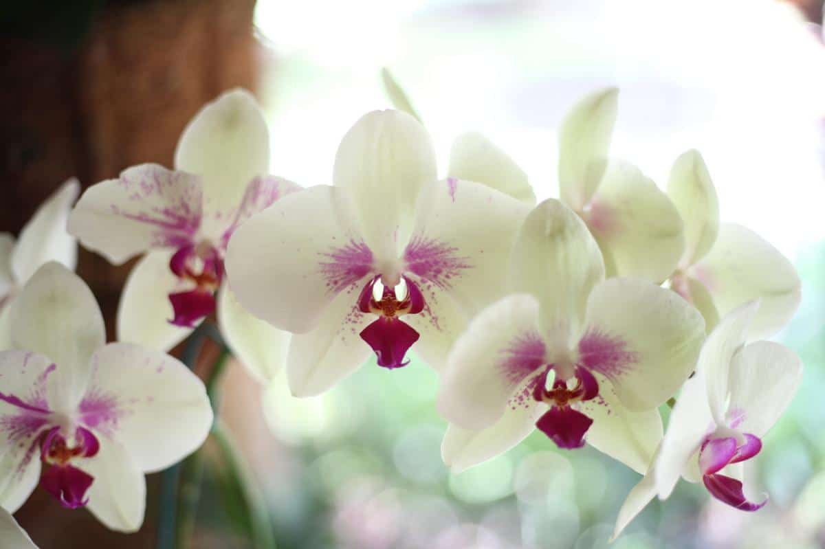 Orkidéblomster kan vare noen uker