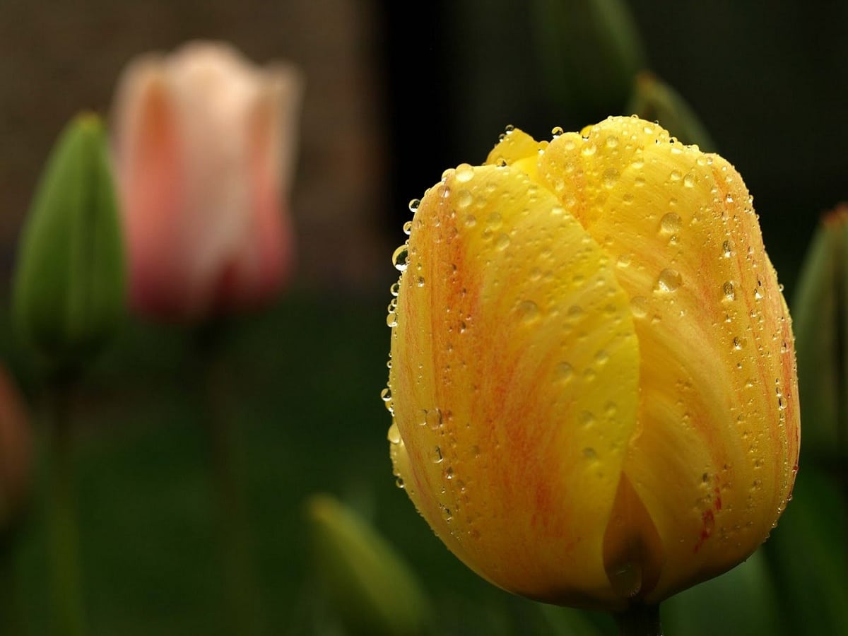 Tulipan er en blomst som blomstrer om våren