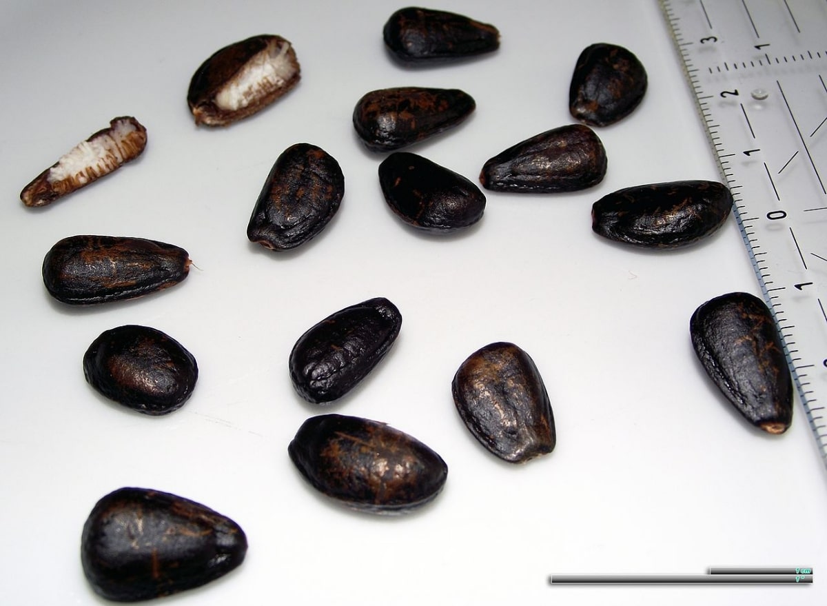 Cherimoya frø er svarte