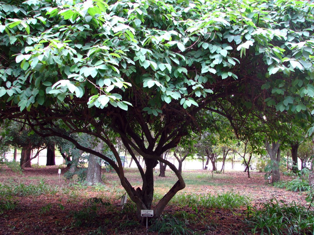 Annona cherimolatre, en tropisk plante