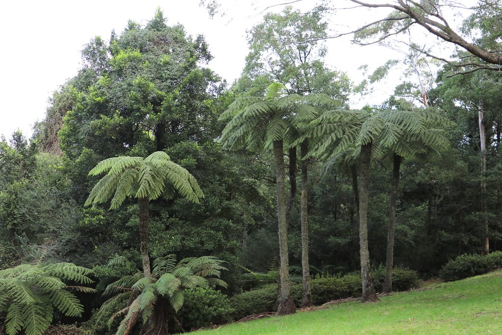 Vista de la Cyathea australis