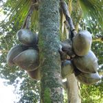 Lodoicea er et tropisk palme