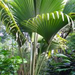 Lodoicea er et tropisk palme