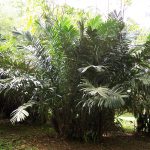 Salacca er et flertauers palme