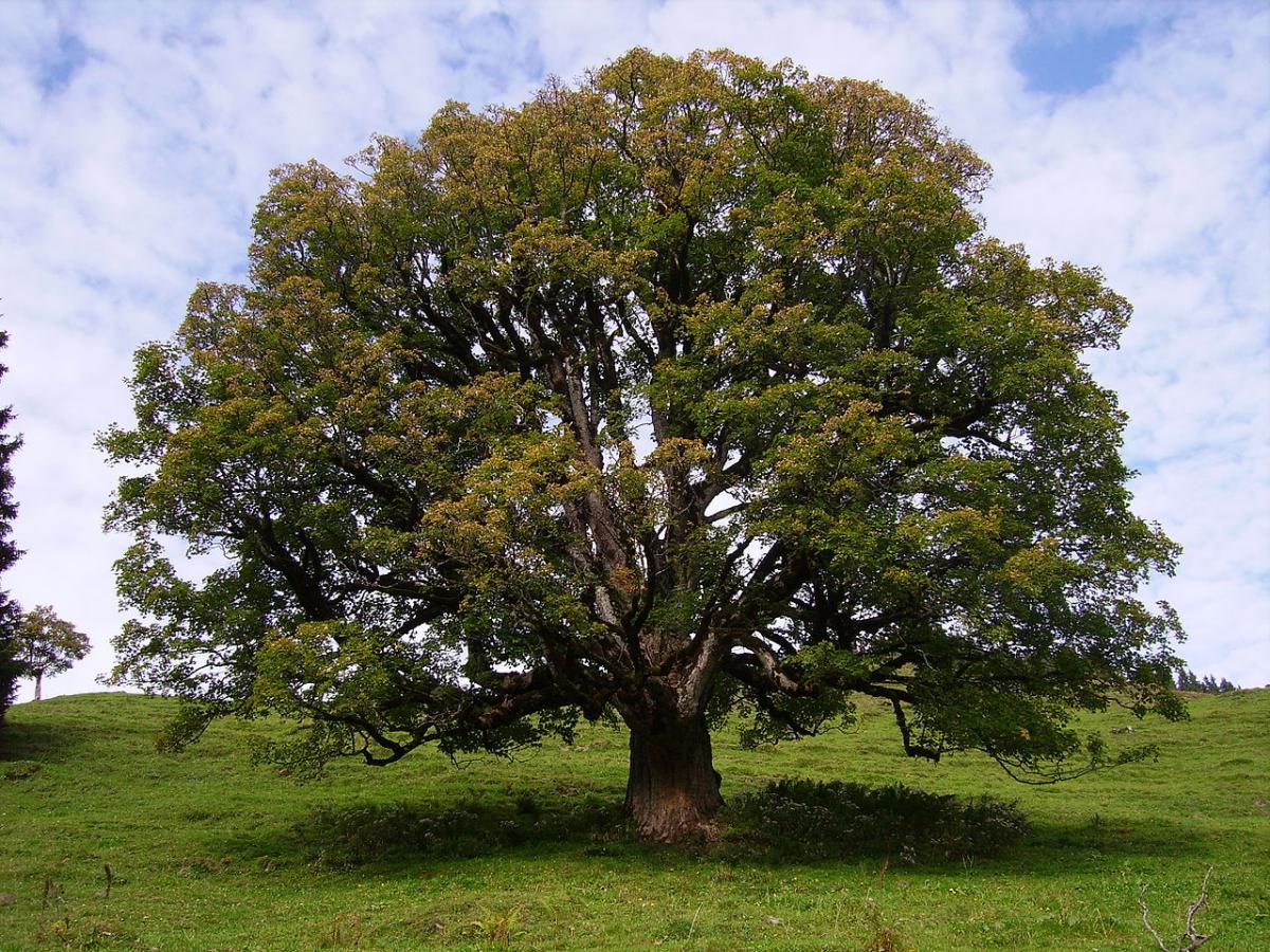 Maples er trær som produserer samara