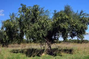 Oliventrær lever årtusener