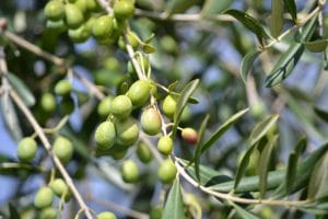 Oliventreet er et motstandsdyktig frukttre