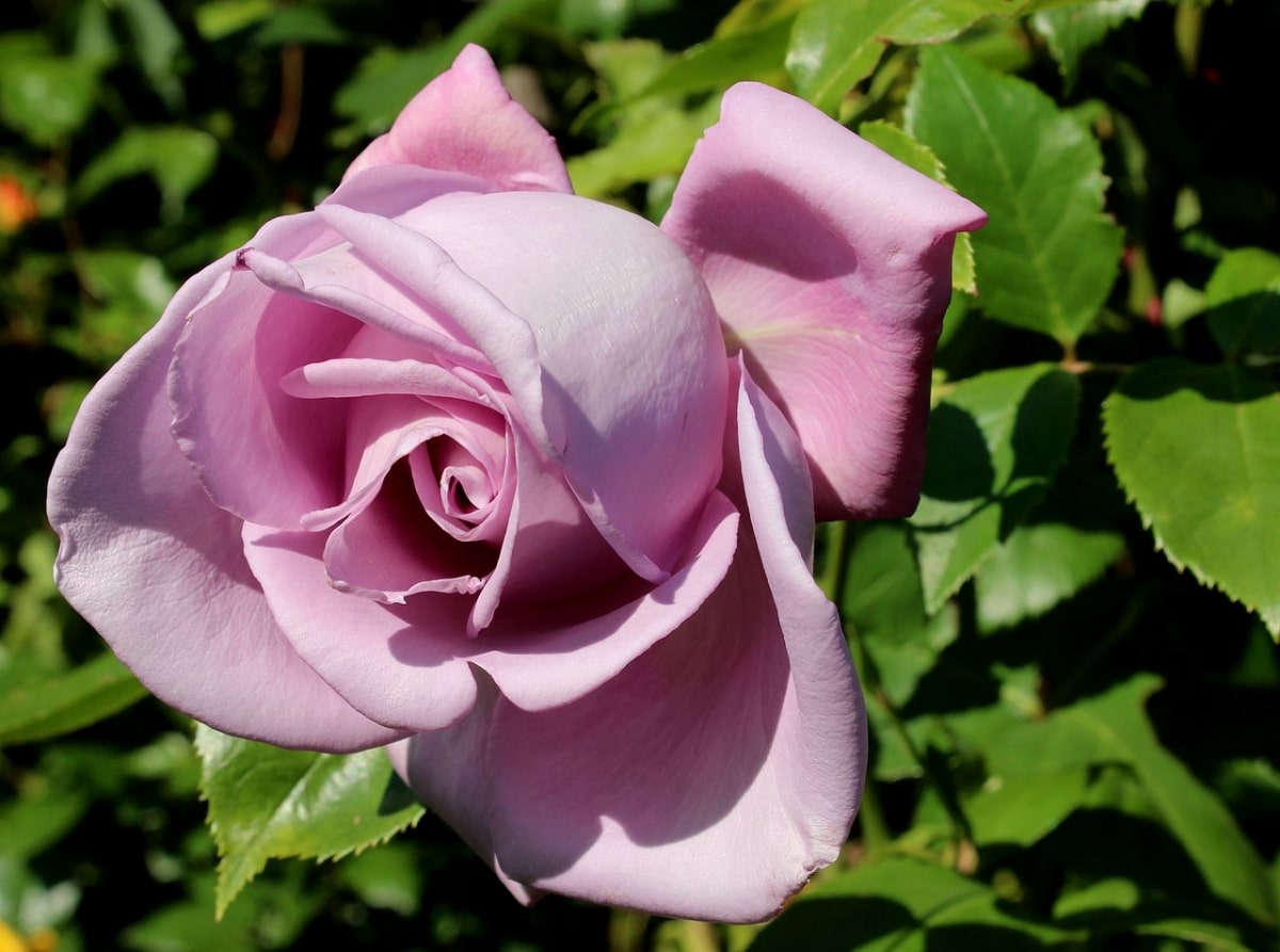 Aromatiske rosenbusker ser bra ut i en aromatisk hage