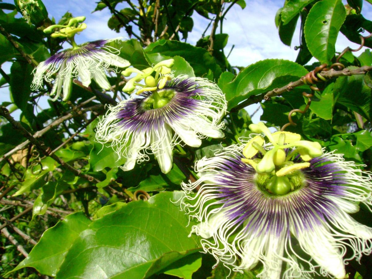 Utsikt over Passiflora edulis 'Flavicarpa' plante