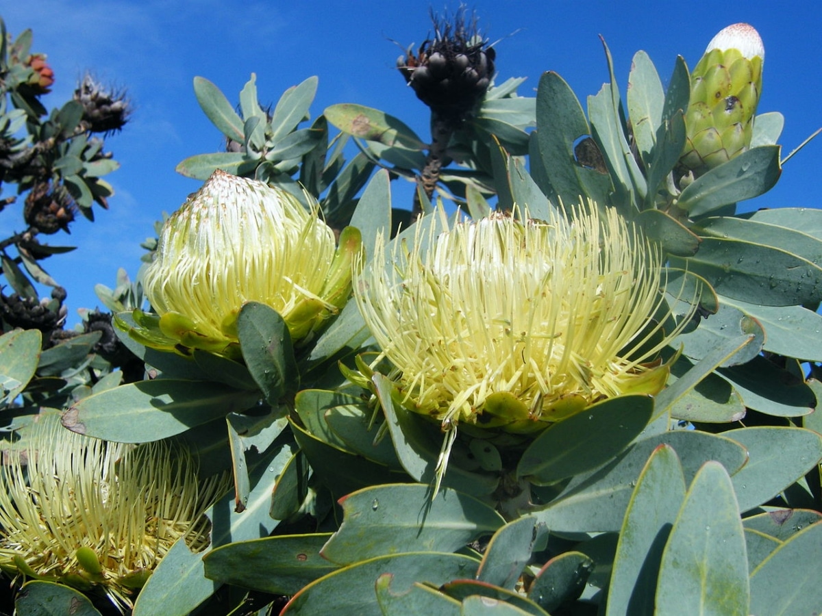 Protea nitida er en busk som produserer runde gule blomster