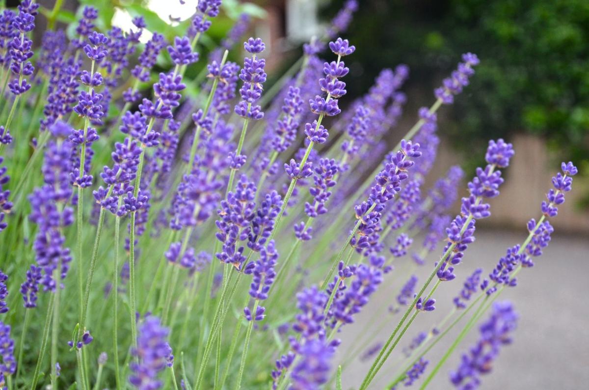 Lavendel er en lav busk som avviser mygg