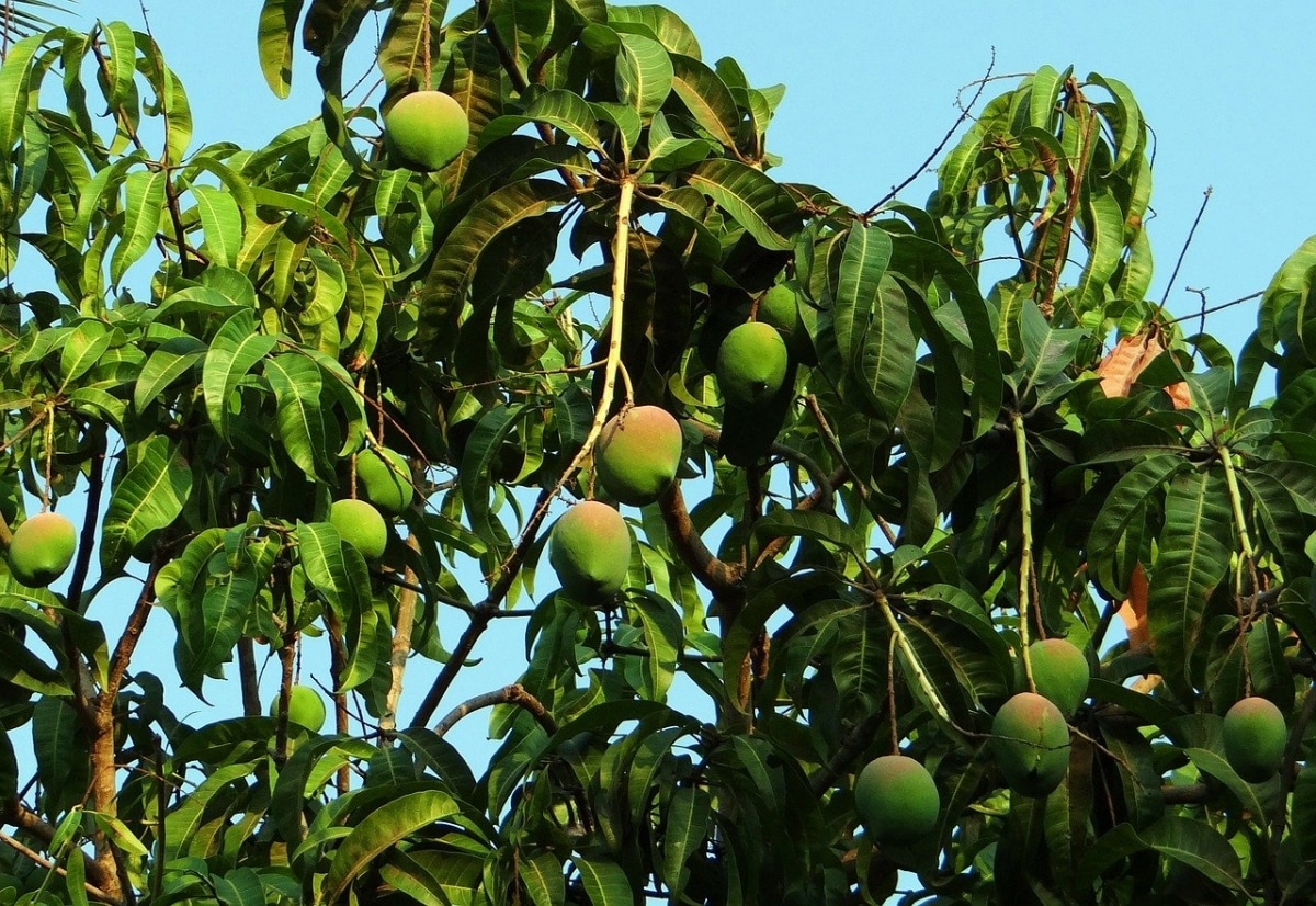Mangotreet bærer mange mellomstore frukter