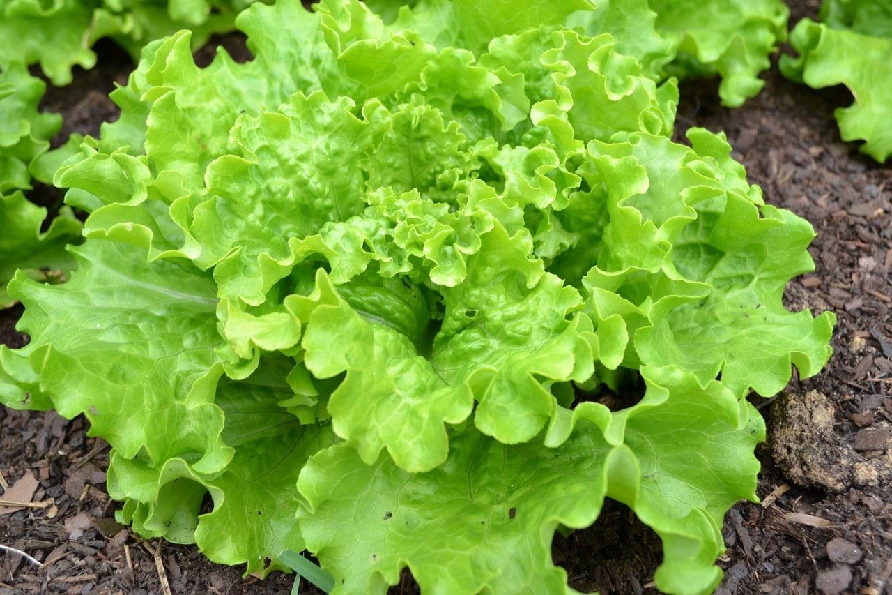 Salat er planter som spirer raskt