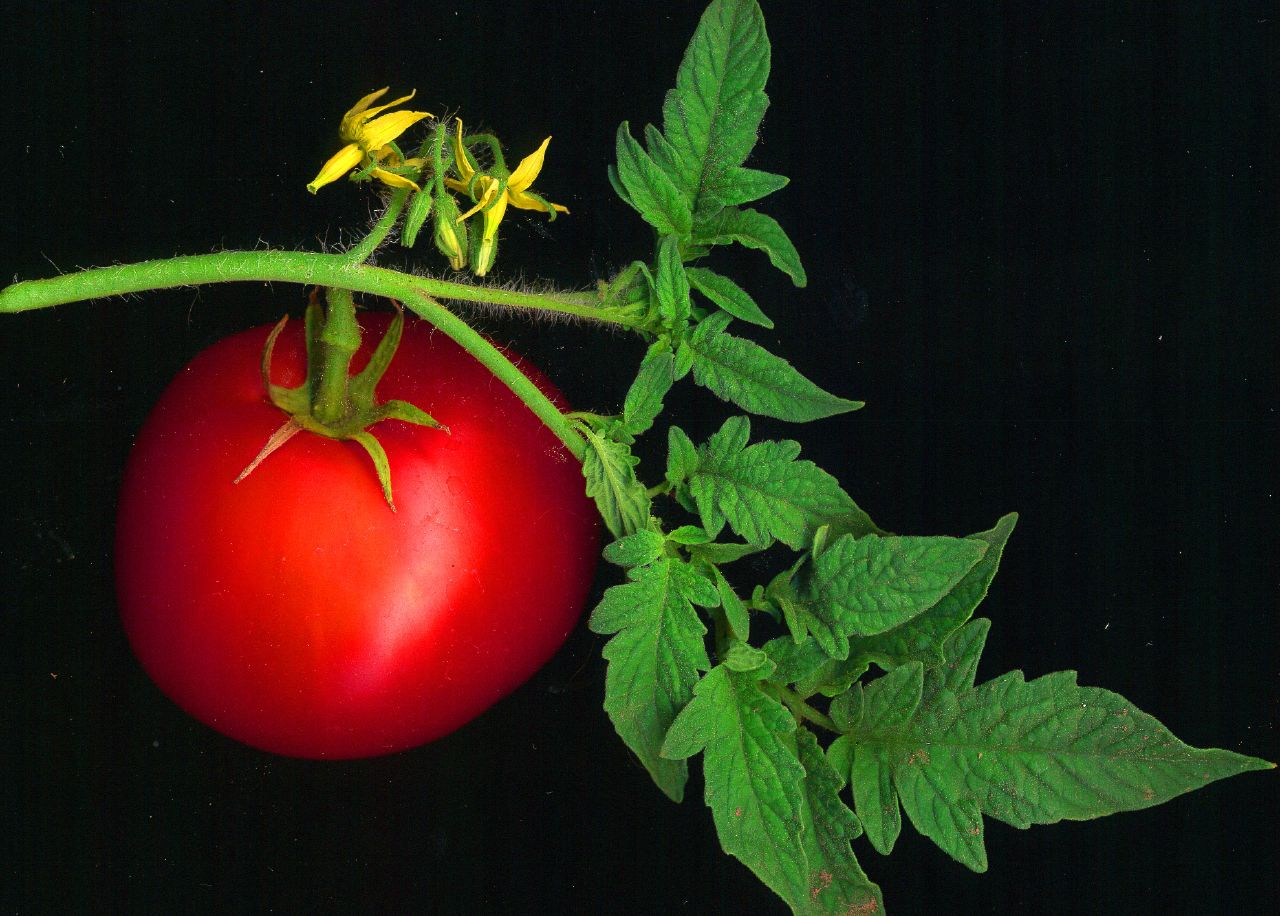 Tomater vokser godt i planter