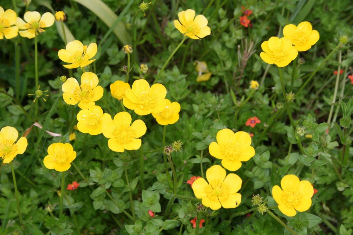 Ranunculus gir gule, hvite eller andre fargede blomster