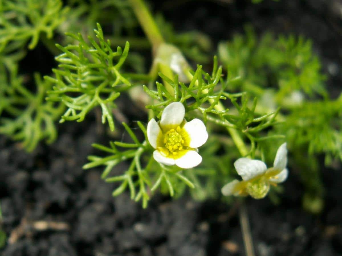 Ranunculus trichophyllus produserer hvite blomster