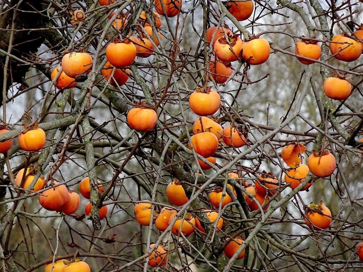 Persimmons er veldig dekorative frukttrær