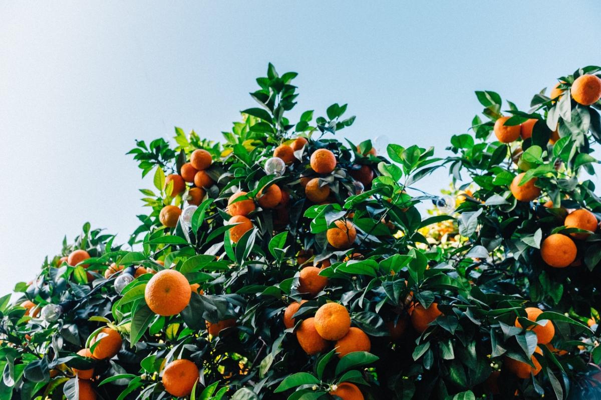 Appelsintreet er et tre som dyrkes i kalksteinjord