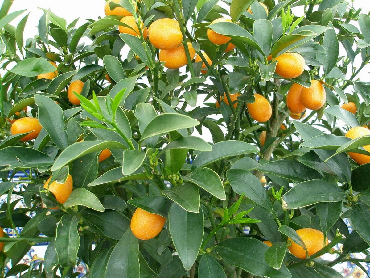 Kumquat er et hardfør tre