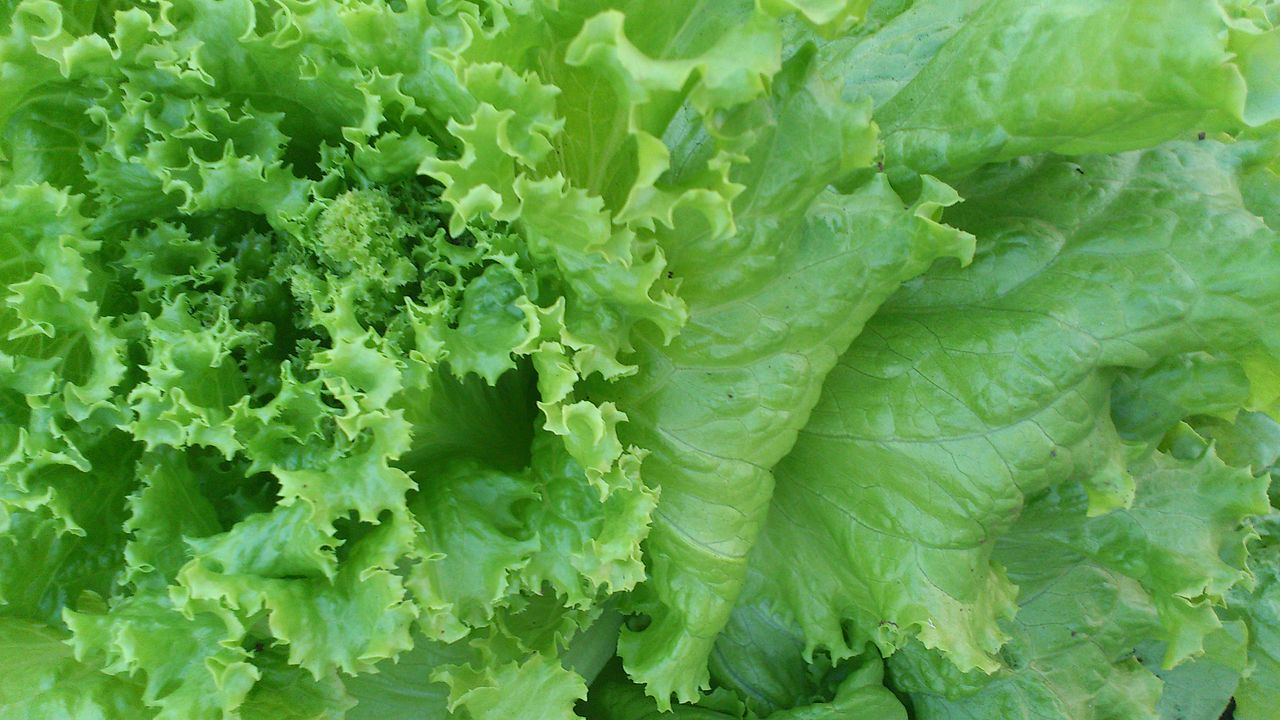 Salat er gode planter for barn og kan sås om vinteren
