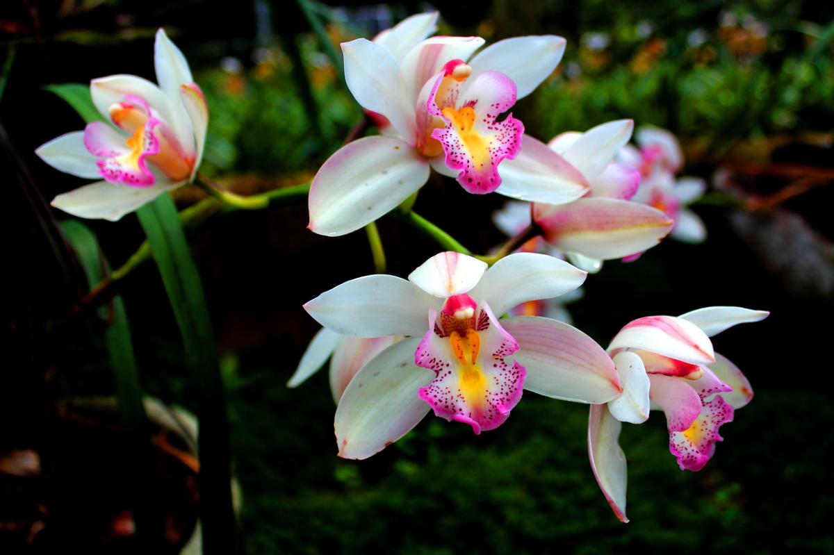 Orkideer er følsomme for kulde