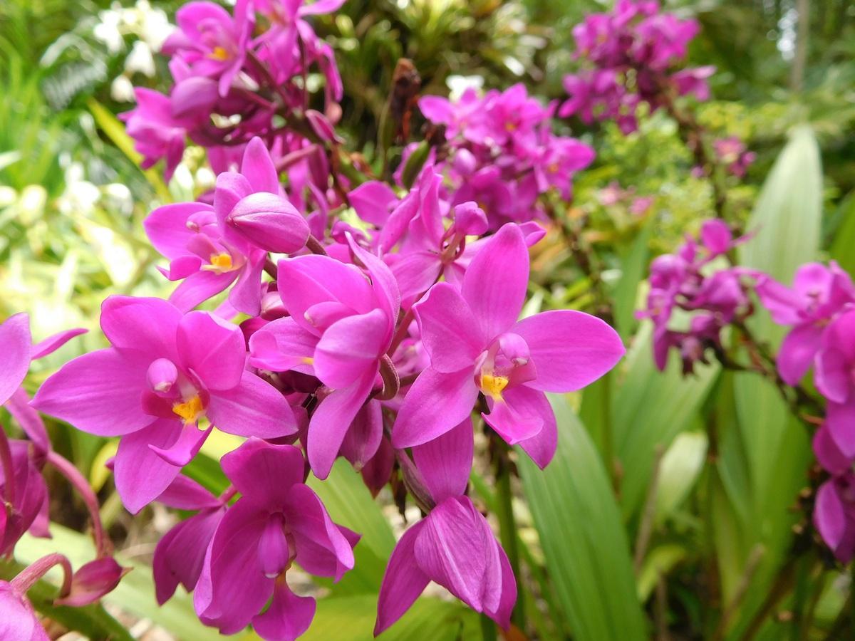 Orkideer kan slutte å blomstre når som helst