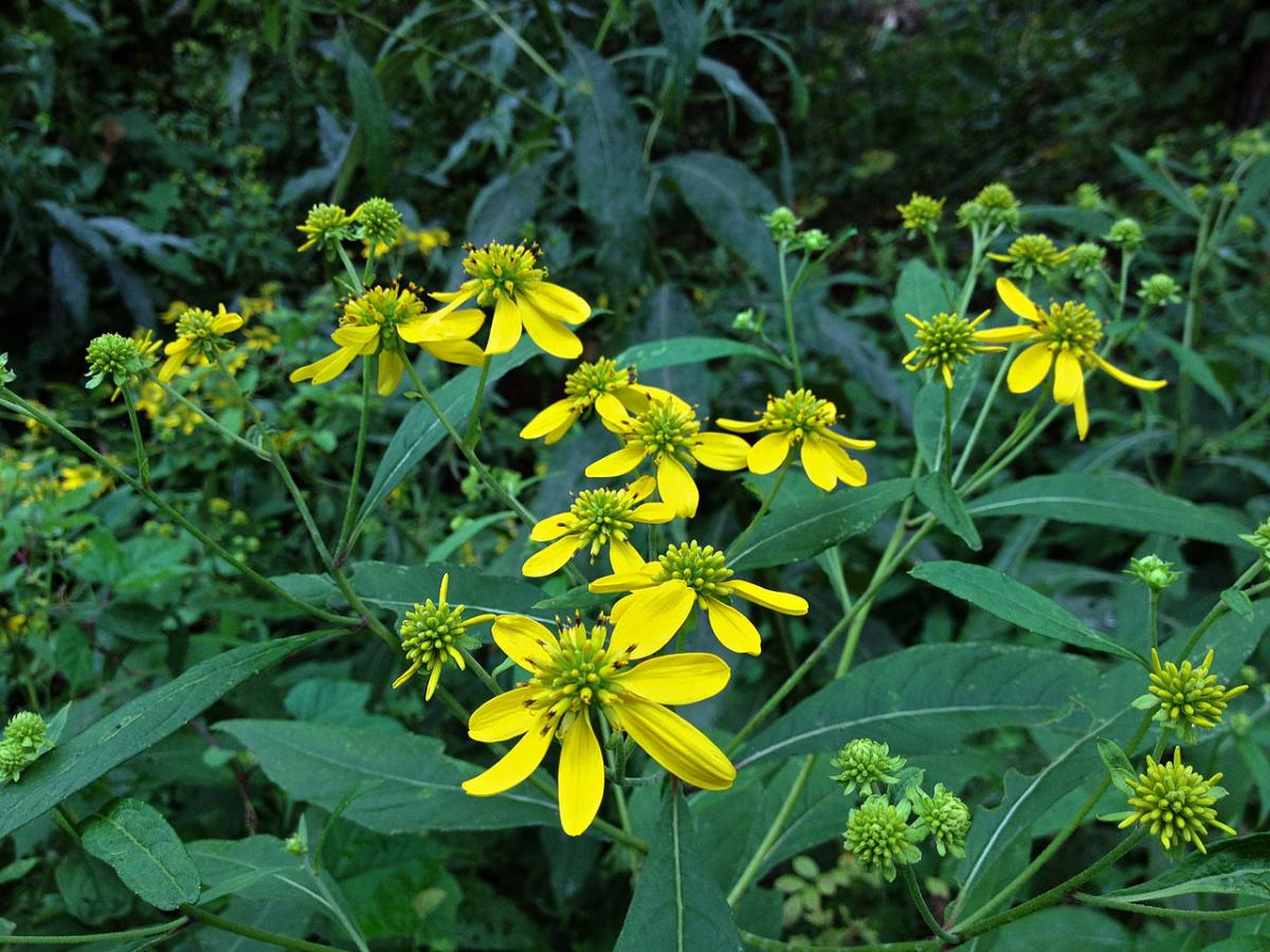 Verbesina er en urt som produserer gule blomster