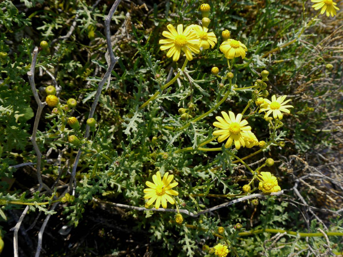 Senecio glaucus har gule blomster