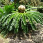 Cycas revoluta er en art av falsk busk